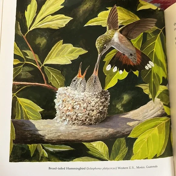 The Life Of The Hummingbird by Alexander F. Skutch HC book - Picture 12 of 12